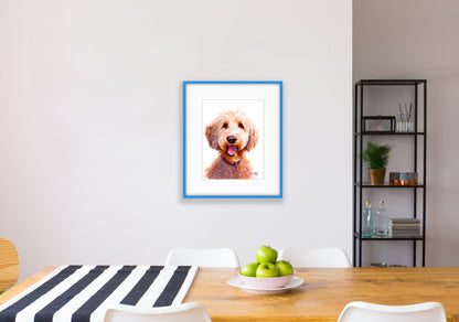 Doodle Dan - portrait of a golden doodle / labradoodle