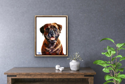 Gentle Giant Bullmastiff Boxer dog portrait - the friendly bull mastiff