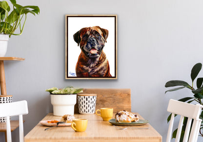 Gentle Giant Bullmastiff Boxer dog portrait - the friendly bull mastiff