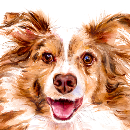 Joy of the Australian Shepherd, Miniature American Shepherd dog portrait