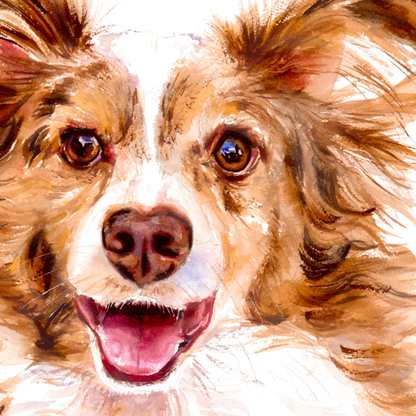 Joy of the Australian Shepherd, Miniature American Shepherd dog portrait