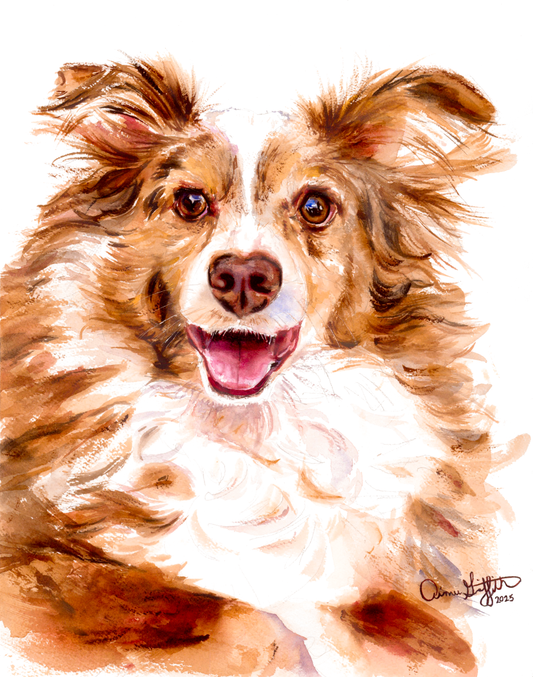 Joy of the Australian Shepherd, Miniature American Shepherd dog portrait