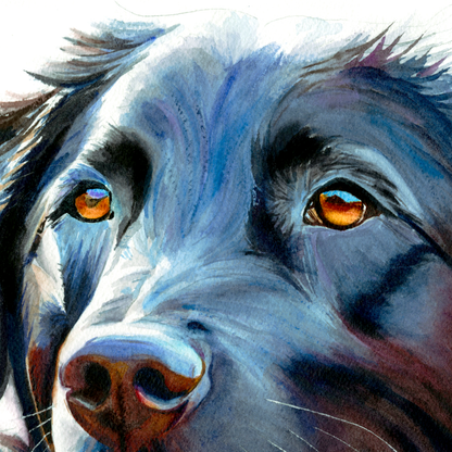 Midnight Blue: Loyal Smile of a Black Labrador -