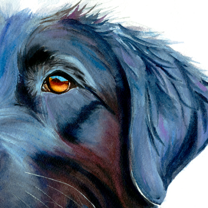 Midnight Blue: Loyal Smile of a Black Labrador -