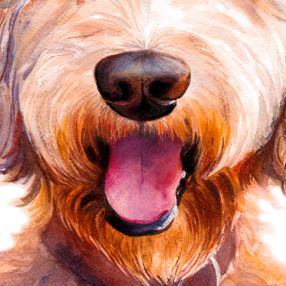 Doodle Dan - portrait of a golden doodle / labradoodle