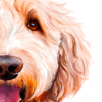 Doodle Dan - portrait of a golden doodle / labradoodle