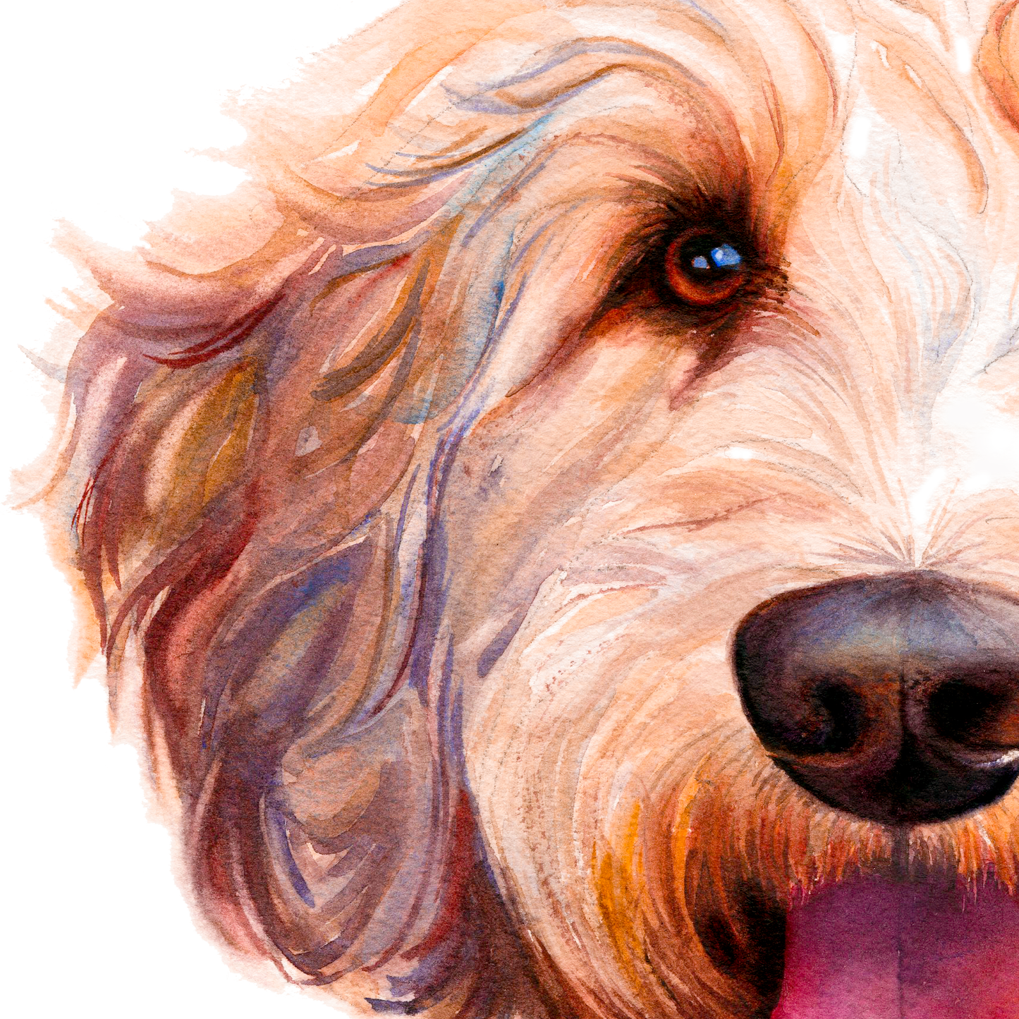 Doodle Dan - portrait of a golden doodle / labradoodle