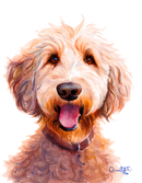 Doodle Dan - portrait of a golden doodle / labradoodle