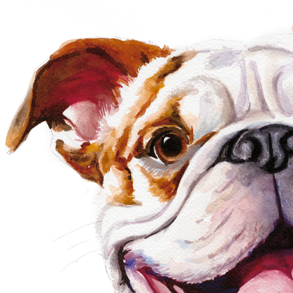 Meet Frenchie - French Bulldog Portrait