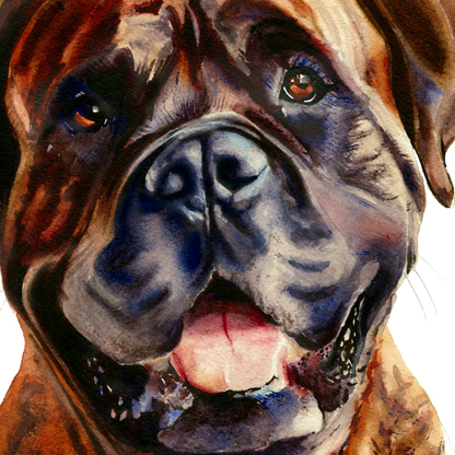 Gentle Giant Bullmastiff Boxer dog portrait - the friendly bull mastiff