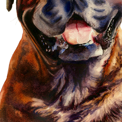 Gentle Giant Bullmastiff Boxer dog portrait - the friendly bull mastiff