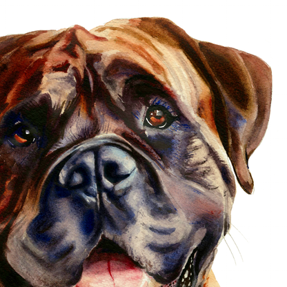 Gentle Giant Bullmastiff Boxer dog portrait - the friendly bull mastiff